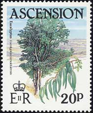 エウカリプトゥス・カマルドゥレンシス Eucalyptus camaldulensis