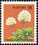 ヘリクリスム・トムソニイ　Helichrysum thomsonii