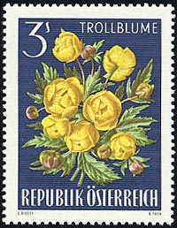 トロリウス・エウロパエウス　Trollius europaeus