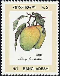 マンゴー Mangifera indica