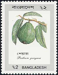 グアバ(バンジロウ) Psidium guajava