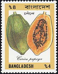 パパイア　Carica papaya
