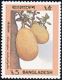パラミツ Artocarpus heterophyllus