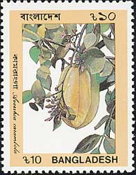 ゴレンシ Averrhoa carambola