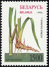 ショウブ Acorus calamus