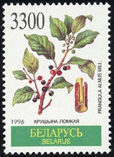 セイヨウイソノキ Rhamnus frangula
