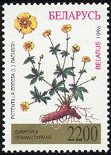 ポテンティラ・エレクタ Potentilla erecta