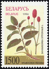 ワレモコウ Sanguisorba officinalis