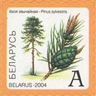 Pinus sylvestris