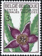 スタペリア・グランディフロラ Stapelia grandiflora