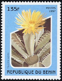 ファウカリア・ルピナ Faucaria lupina