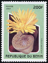 リトープス・アウカムピアエ(日輪玉) Lithops aucampiae