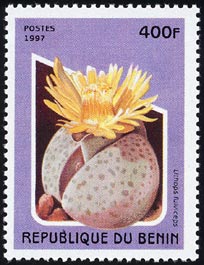 リトプス・フルヴィケプス Lithops fulviceps