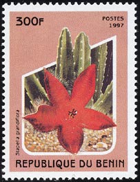 スタペリア・グランディフロラ Stapelia grandiflora