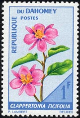 クラッペルトニア・フィキフォリア Clappertonia ficifolia