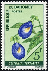 チョウマメ　Clitoria ternatea