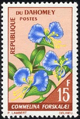 コムメリナ・フォルスカラエイ Commelina forskalaei