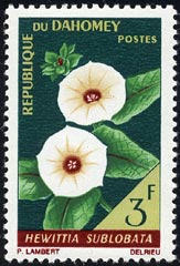 ヘウィッティア・スブロバタ Hewittia sublobata