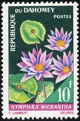 ニムファエア・ミクランタ Nymphaea micrantha