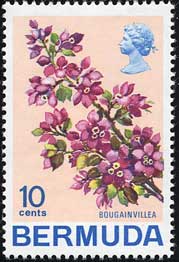 ブーゲンビレアの一種 Bougainvillea sp.