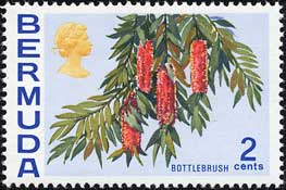 ブラシノキの一種 Callistemon sp.