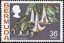 キダチチョウセンアサガオ Datura suaveolens