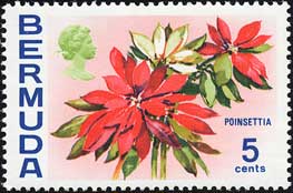 ポインセチア Euphorbia pulcherrima