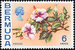 ハイビスカス　Hibiscus rosa-sinensis