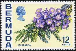 Jacaranda ovalifolia
