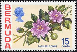 トケイソウの一種 Passiflora sp.