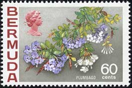ルリマツリ Plumbago capensis