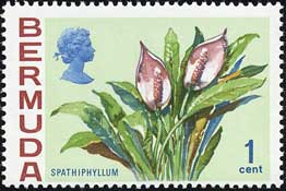 スパティフィルムの一種 Spathiphyllum sp.