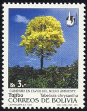 Tabebuia chrysantha