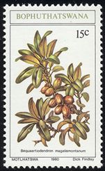 Bequaertiodendron magalismontanum