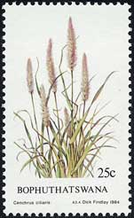 イネ科クリノイガ属の1種 Cenchrus ciliaris