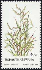 ウロクロア・ブラキウラ Urochloa brachyura