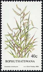 ENAEuLE@Urochloa brachyura