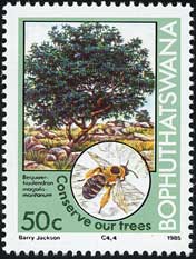 Bequaertiodendron magalismontanum