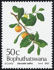 Dovyalis caffra