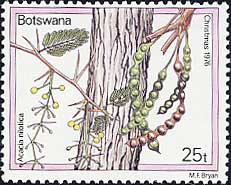 アラビアゴムモドキ Acacia nilotica