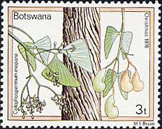 Colophospermum mopane