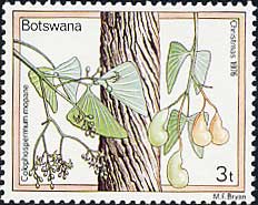 モパニの木 Colophospermum mopane