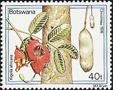 ソーセージノキの1種 Kigelia africana