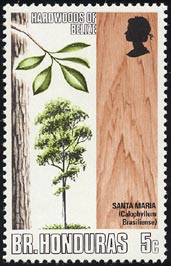 カロフィルム・ブラシリエンセ Calophyllum brasiliense