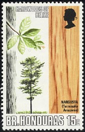 テルミナリア・アマゾニア Terminalia amazonia