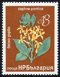 Daphne pontica