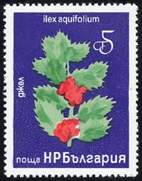 Ilex aquilolium