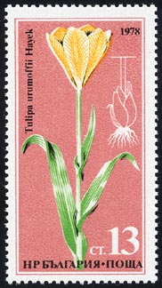 Tulipa urumoffii