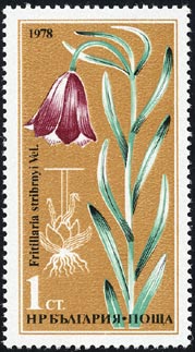 Fritillaria stribrnyi