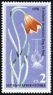 Fritillaria drenovskyi